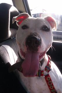 Eddie - 2 year old SBT cross American Bulldog - Fostered Redditch for FOTA Eddie01