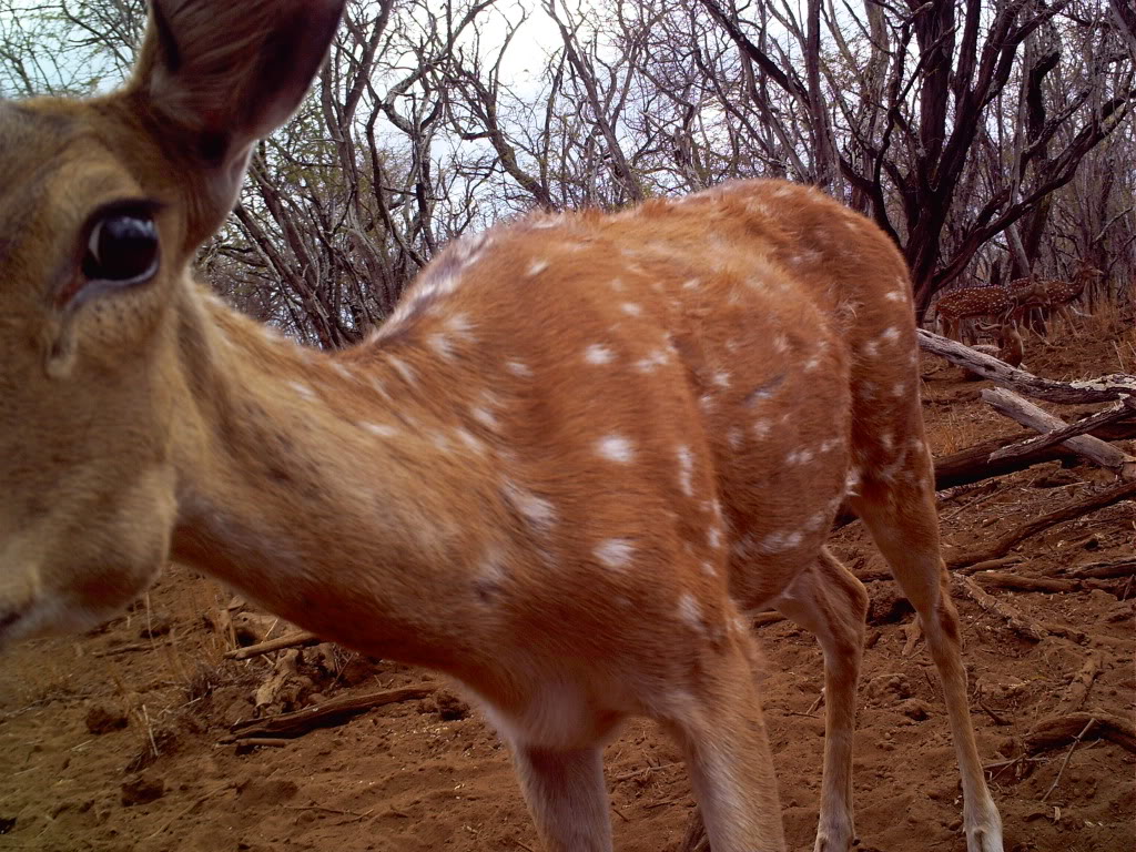 Sweet Maui Trail Cam Pics PICT0194