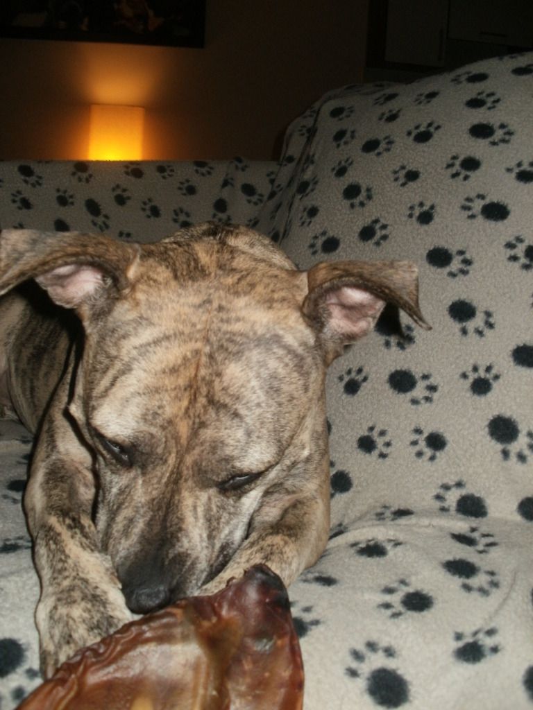 ears - Pigs Ears! 003-5