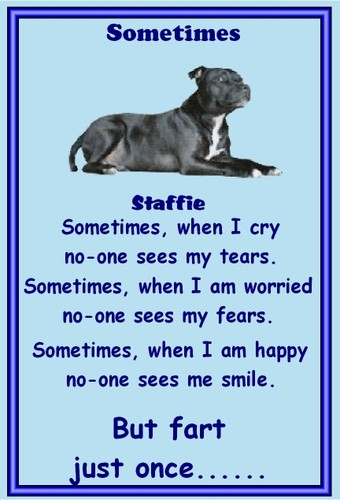 Ha ha ha! This tickled me!! Staffy-1_zps70c6e5ba