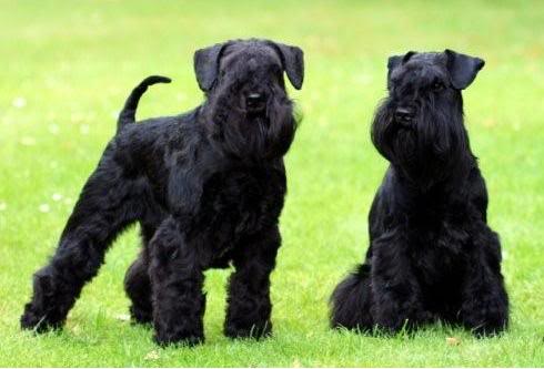 Gwenno,Gomez and Fajra GwennoenGomez