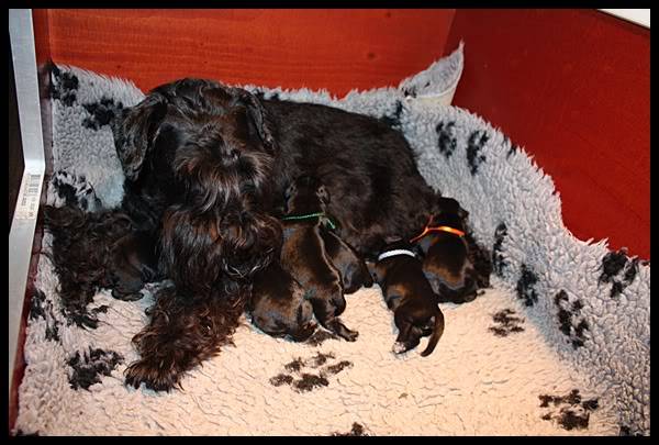 New litter IMG_1434