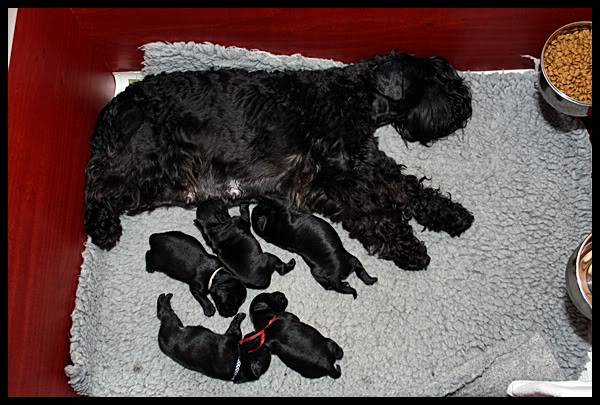 Fajra give birth to 5 puppy's IMG_8745