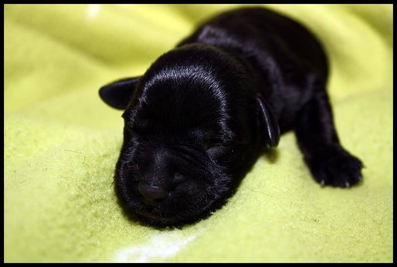 Fajra give birth to 5 puppy's Reutje5