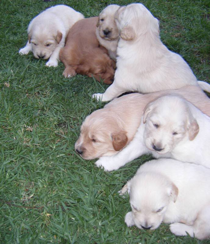 El Perro Golden Retriever Blondinitquintafoto-1