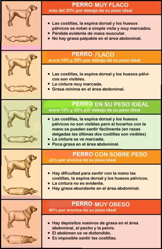 ¡Mi Perro es Obeso! Perrosguadepesos