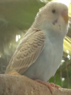 Budgie Mutations V_greywing2