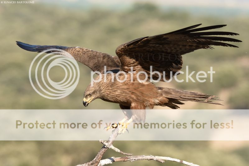 Llegando AVES-Milano_Negro-2014-Plasenciafoto-03_zpscfc5ccce