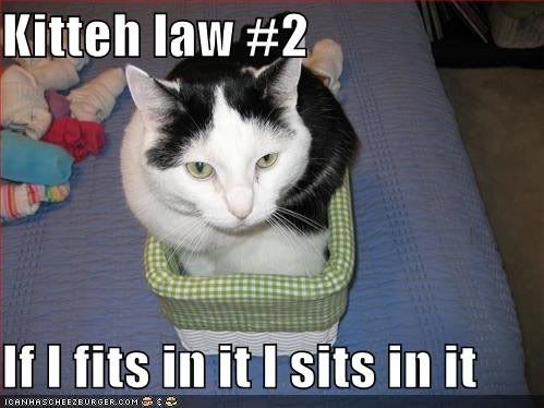 lolcat thread Lolcats4