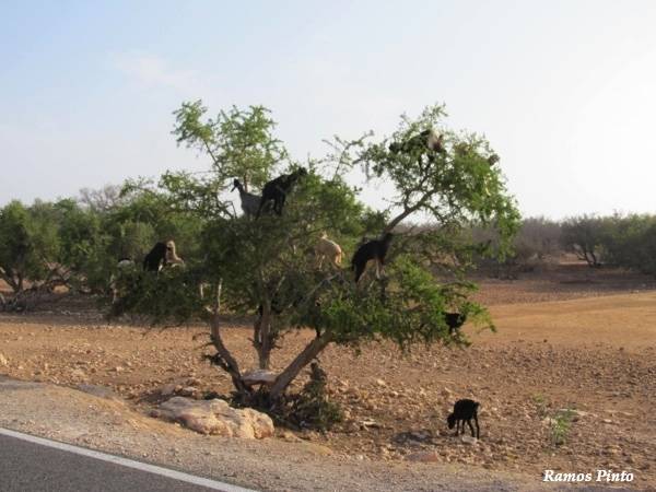 O Meu Zoom...de Marrocos, em 2014 D3994718-b34a-4c08-b4d9-f7863eee7df2_zpsd7e9c123