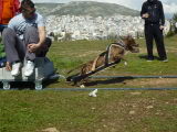 Έχω ξεχάσει τον κωδικό μου - PITBULL PULLING ATHENS P1230029-1