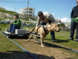 Έχω ξεχάσει τον κωδικό μου - PITBULL PULLING ATHENS P1230391