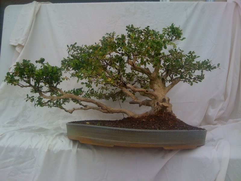 Boxwood/live oak - Page 2 266213bb