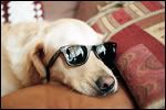 Chiizhu avatarid / uued 30.9.12 Dogwithsunglasses