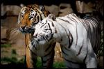 Chiizhu avatarid / uued 30.9.12 Tigerlove