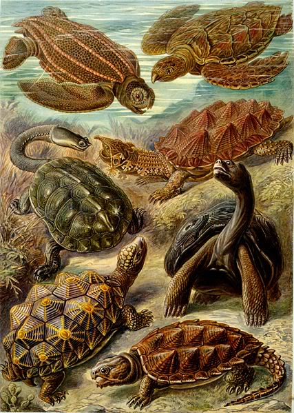 Cuál es el animal más bonito del mundo? 427px-haeckel_chelonia