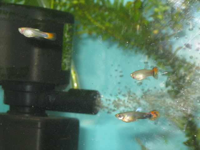 Mis GUPPIES IMG_0306