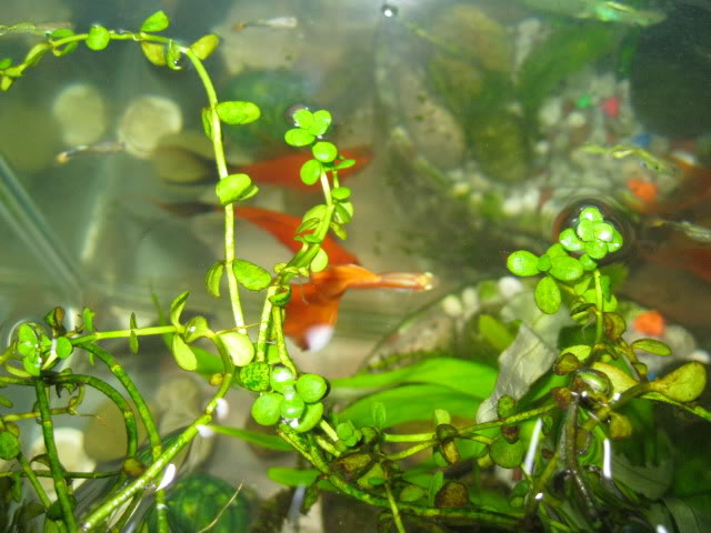 Mis GUPPIES IMG_0389