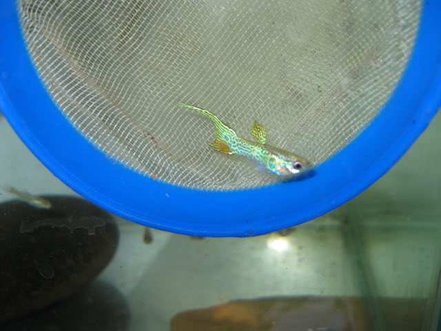 Mis GUPPIES IMG_0401