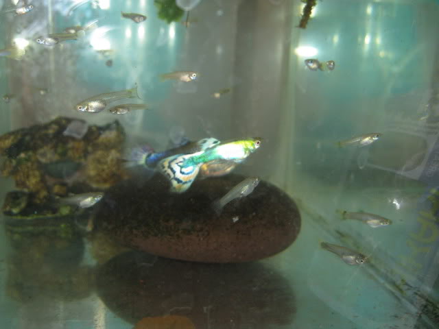 Mis GUPPIES IMG_0415