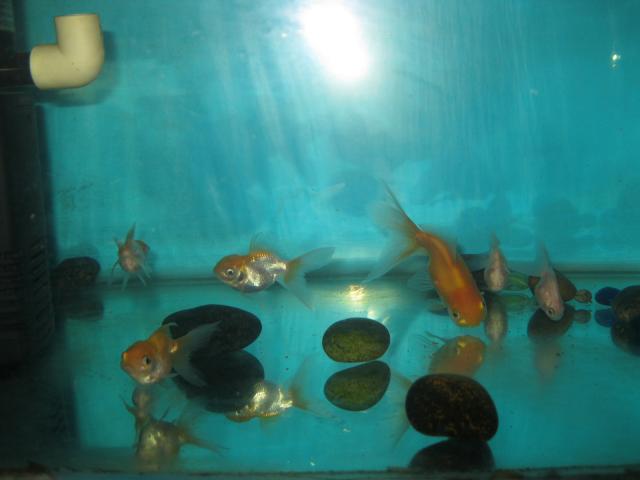 CAMBIO ESTOS GOLDFISH IMG_1768_zps8b1e5d82