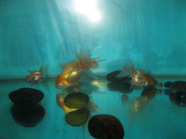 CAMBIO ESTOS GOLDFISH IMG_1770_zpsb0d9a96f