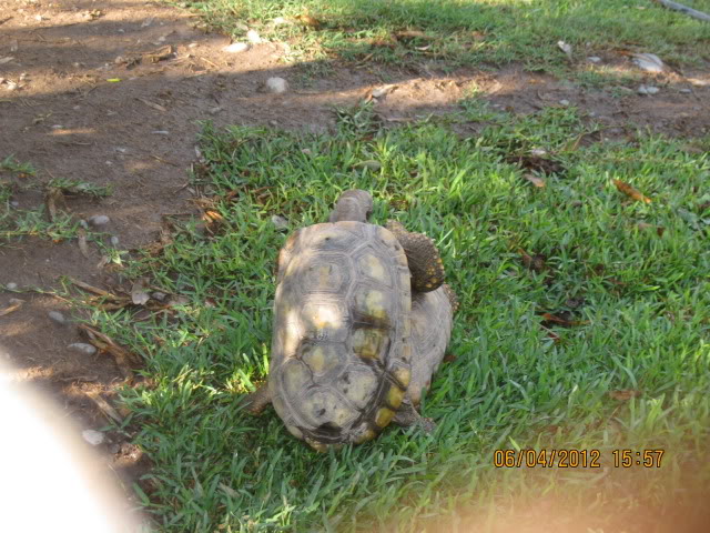 algunos peces del PARQUE DE LAS LEYENDAS  IMG_6000