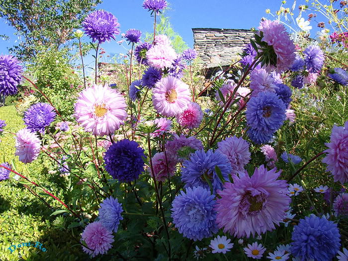 20 Outstanding Flower Garden Photos Anh-dep-vuon-hoa-p1-07