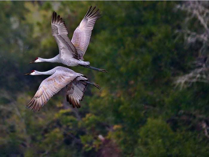 bird love