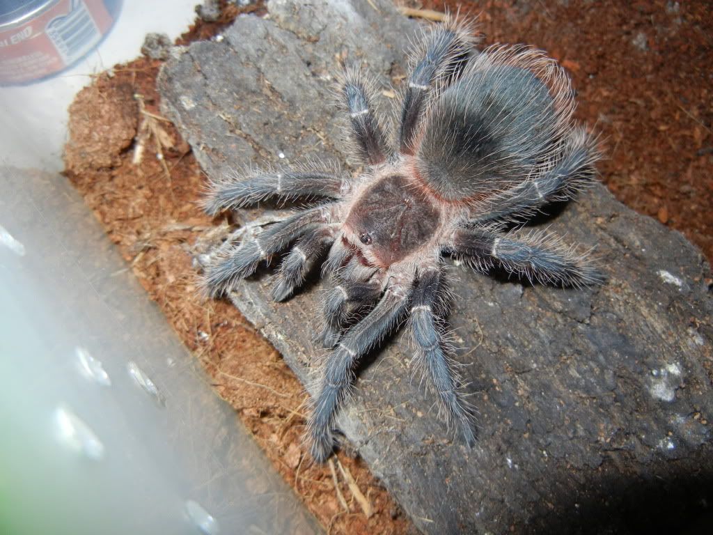 Some pictures of my Lasiodora parahybana DSCN0027