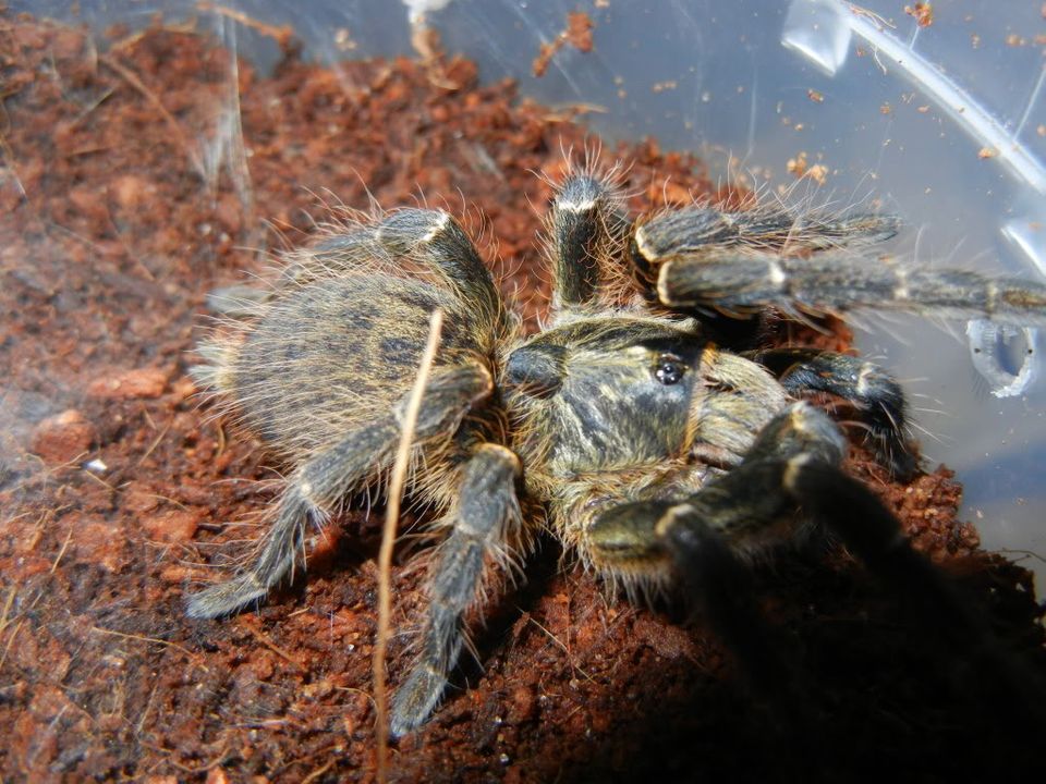 My Ceratogyrus bechuanicus  DSCN0884