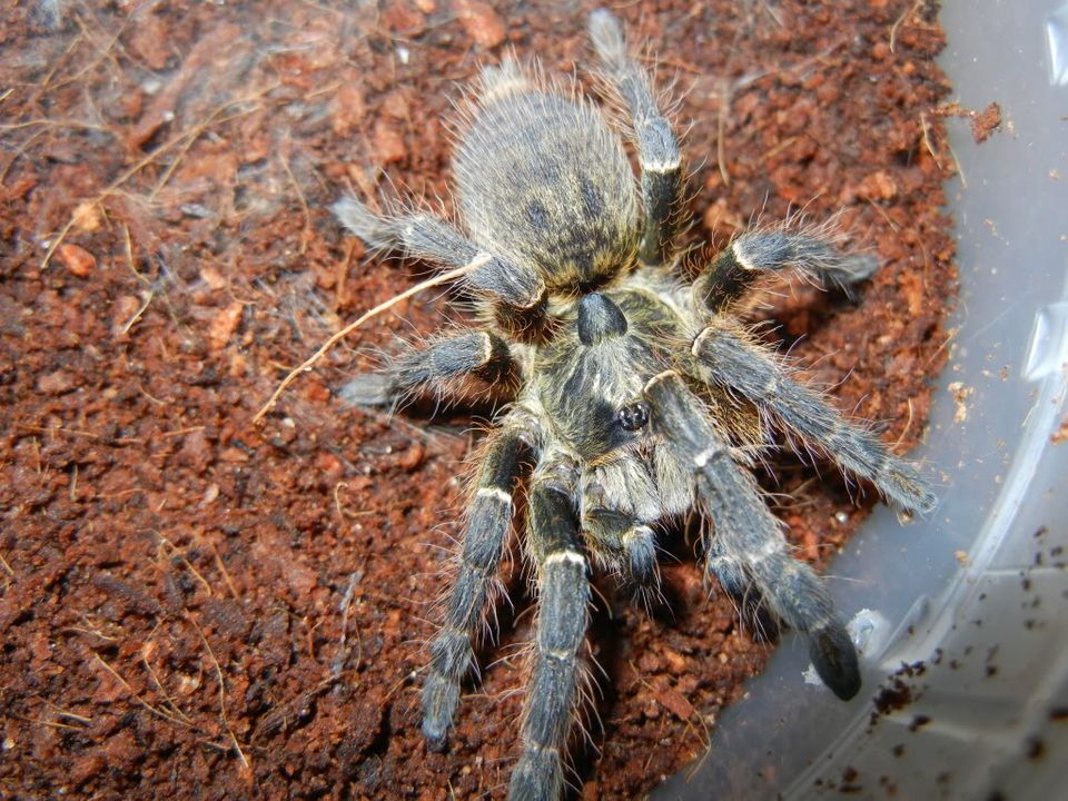 My Ceratogyrus bechuanicus  DSCN0886