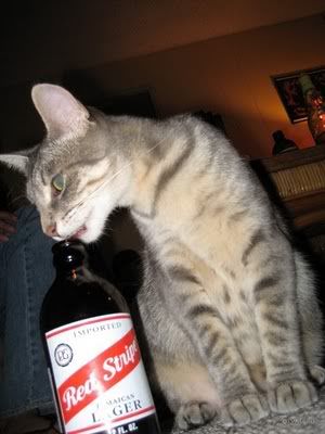 [PICS] DRINKING CATS Cats-and-beer-21