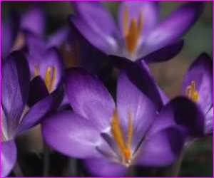 Flora y Fauna de la Isla Fénix Violetas