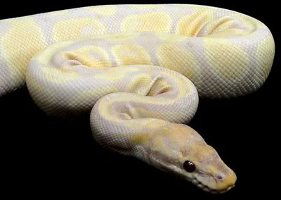 Daniel Sands  Lavender_Albino_Python