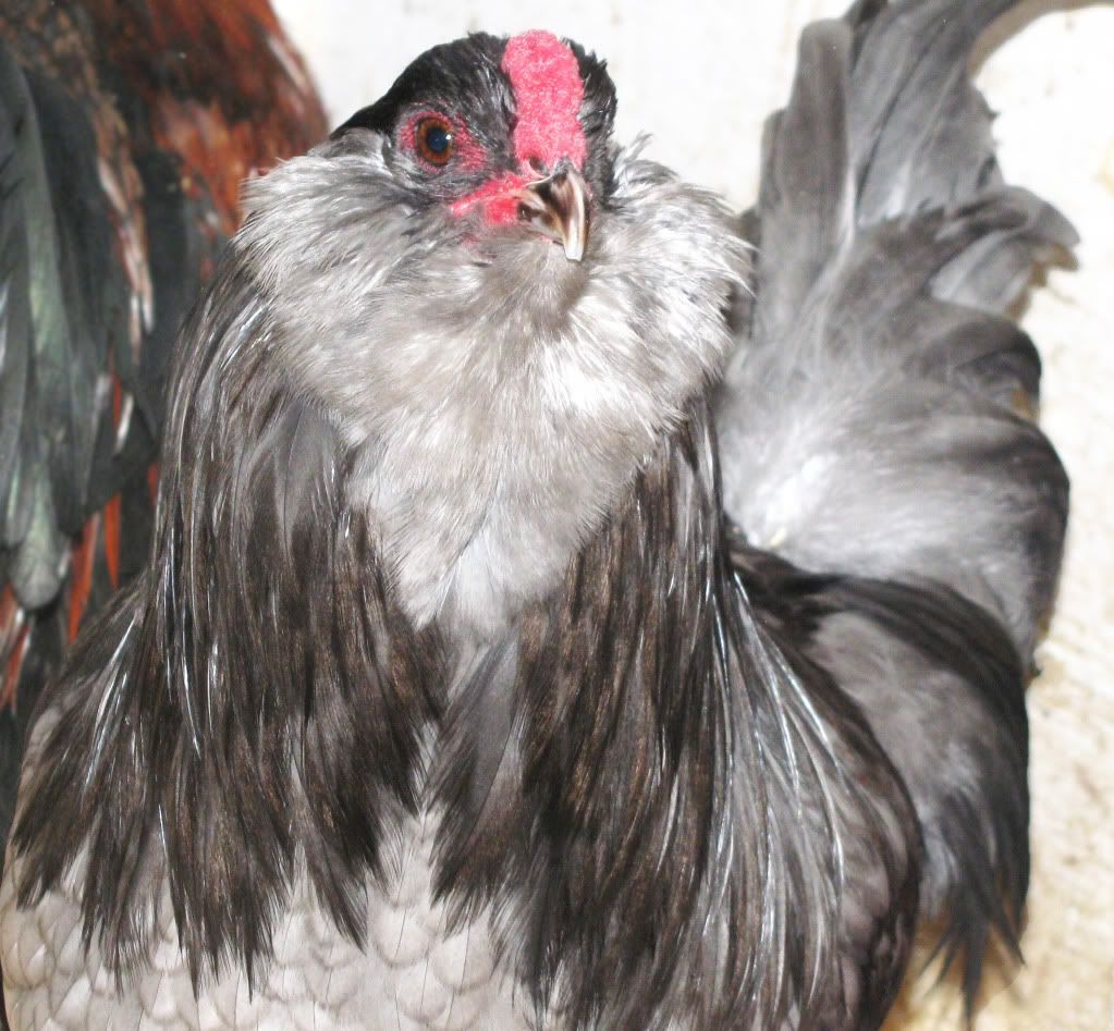 blue  ameracauna rooster.. SOLD 019_zps8d5c04e6