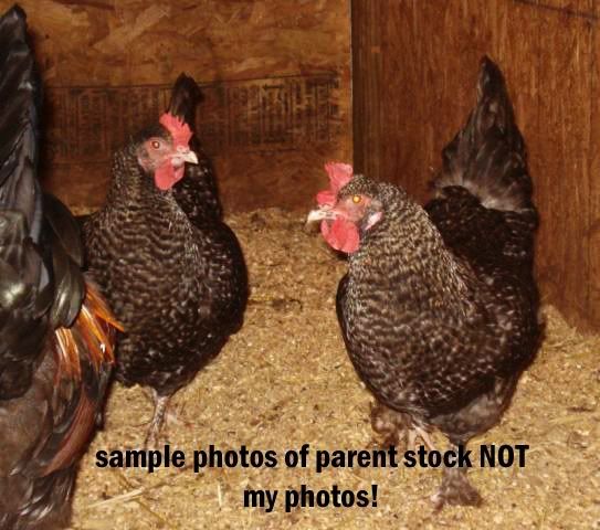 GOLD CUCKOO MARANS PROJECT COCKEREL.....ALBERTA 49849_dsc05838copy