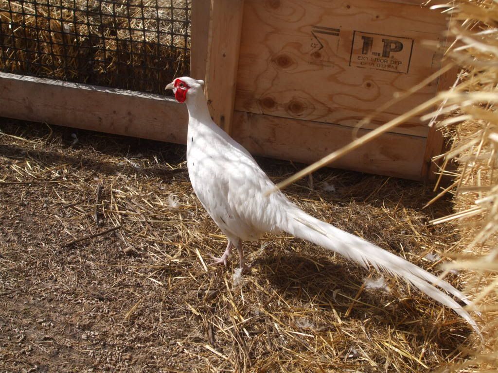 pair of white ringneck pheasants.alberta "pics" DSCF2039