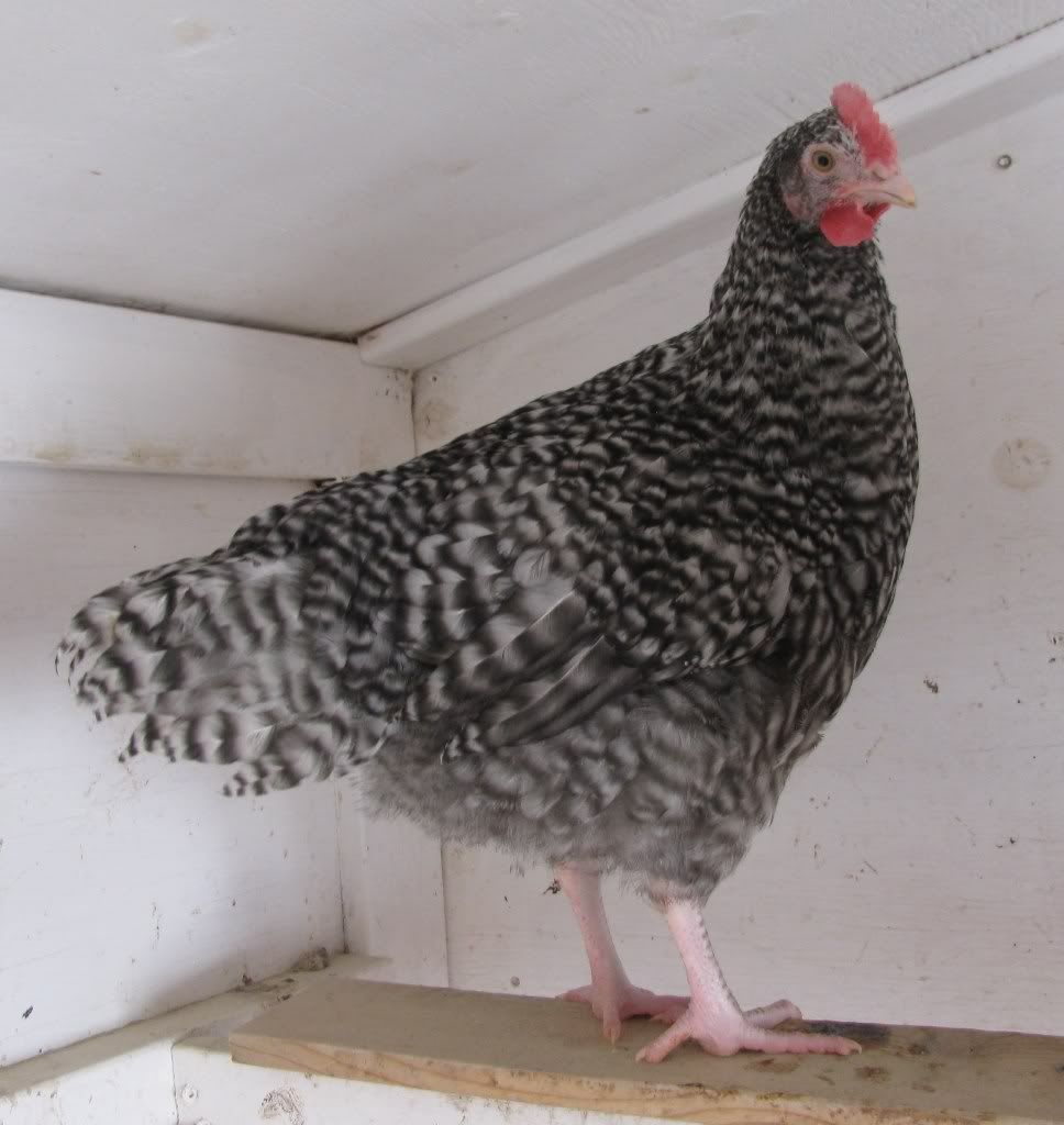 GOLD CUCKOO MARANS PROJECT COCKEREL.....ALBERTA FORSALECOCKEREL