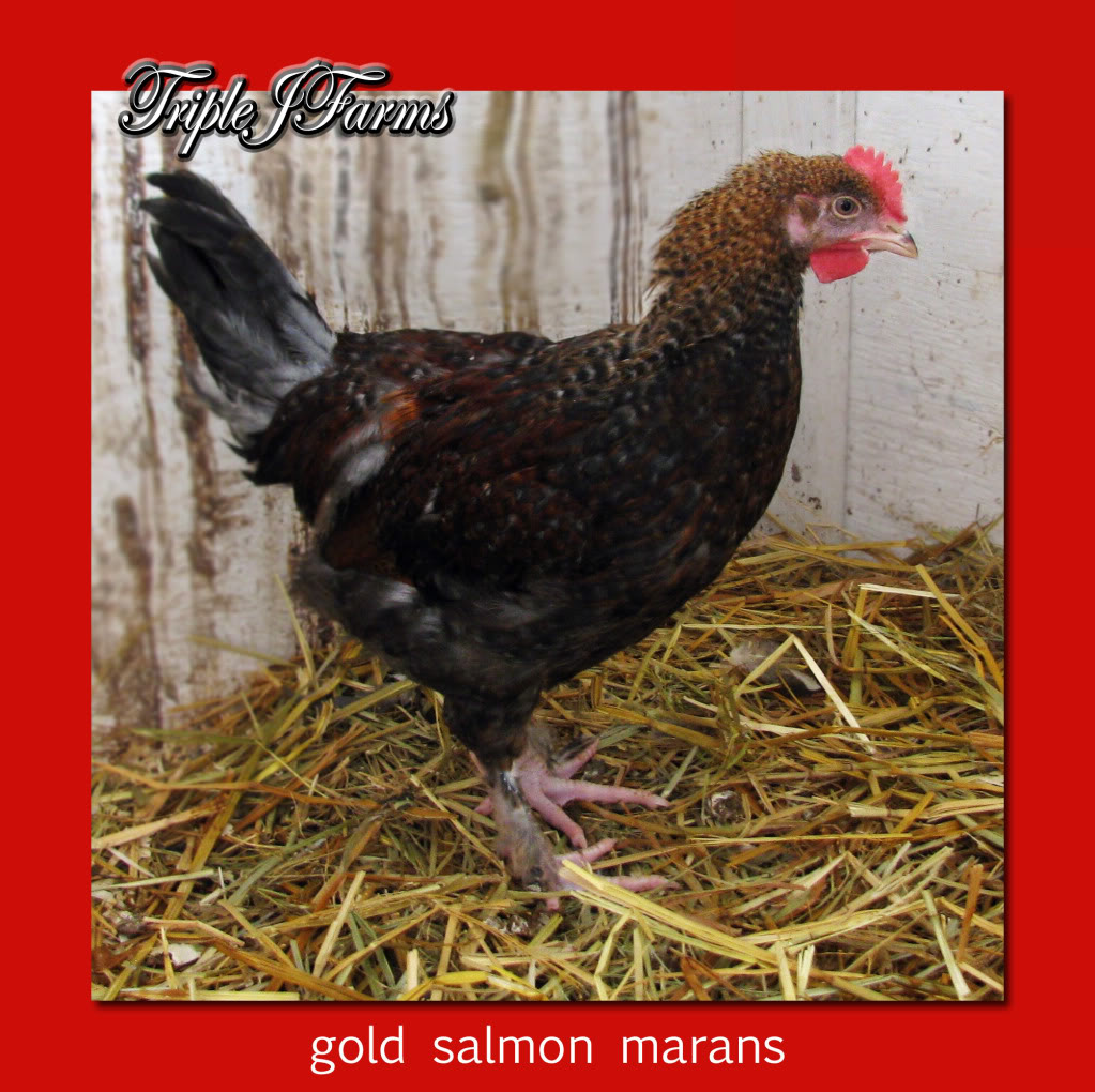 rare gold salmon marans pair..........alberta GOLDSALMONCOCKEREL