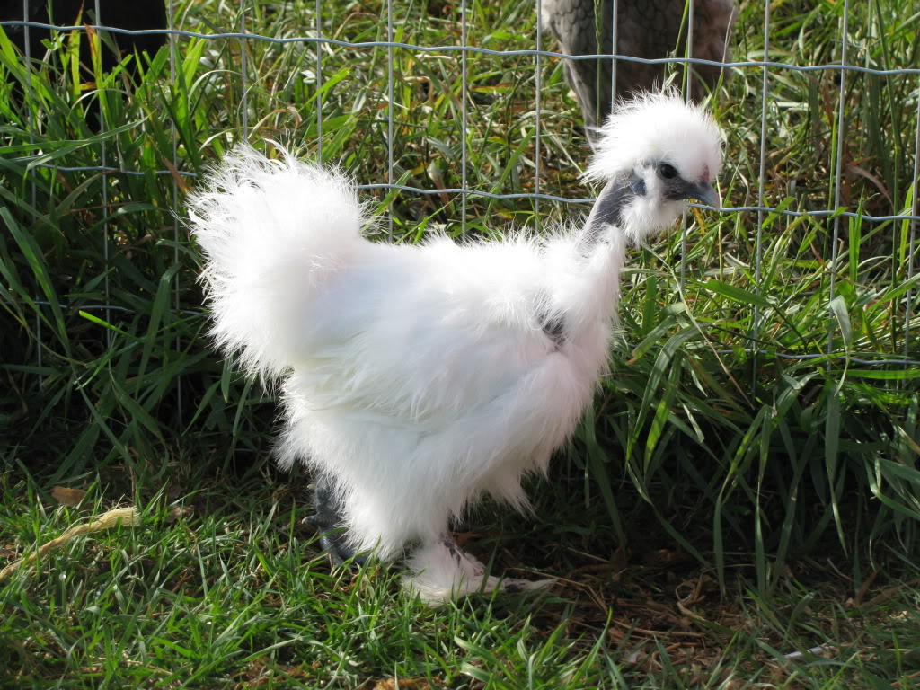 2 sexchanged showgirl silkie cockerels..leduc alberta Ashowgirls008