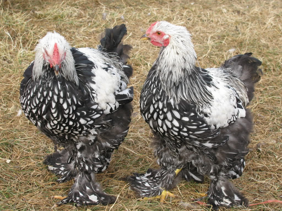 silver laced cochin cockerel...central alberta Billybobandjethro