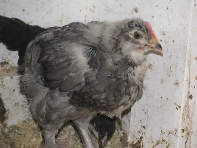 black & blue copper maran cockerels alberta Bluemarans004