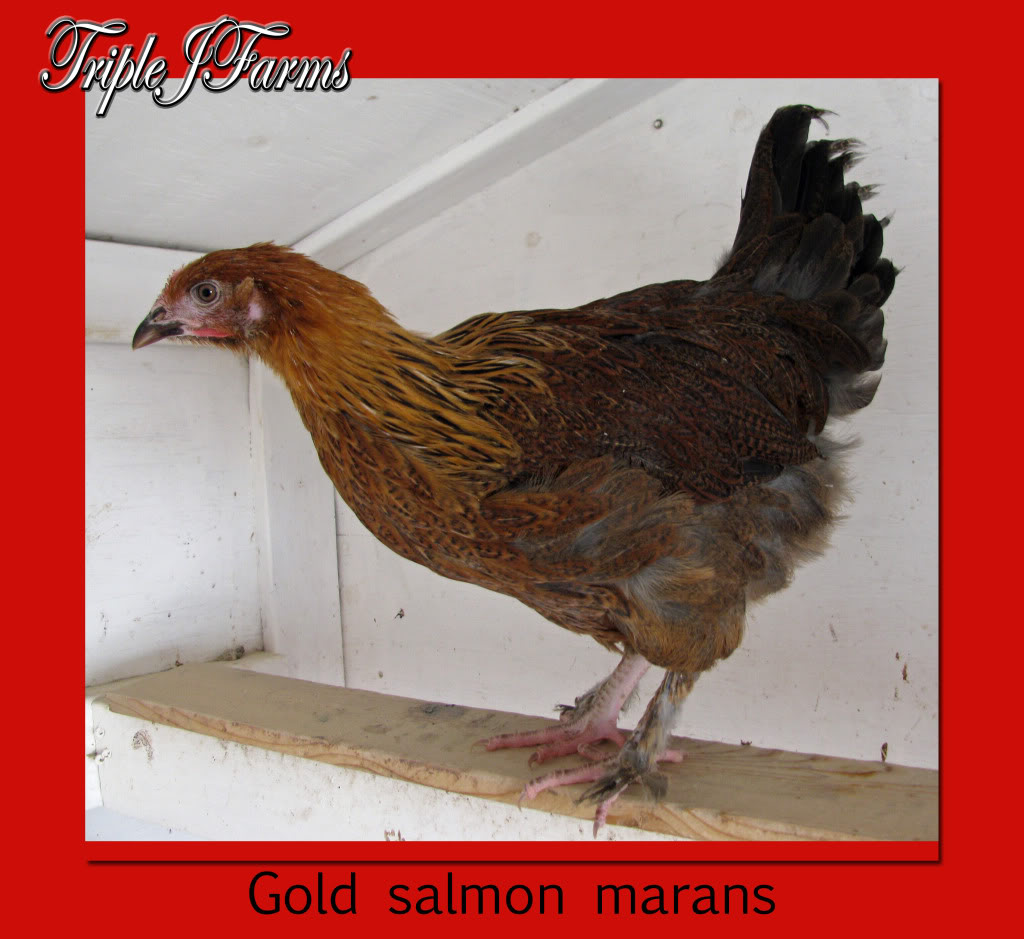 rare gold salmon marans pair..........alberta Goldsalmon