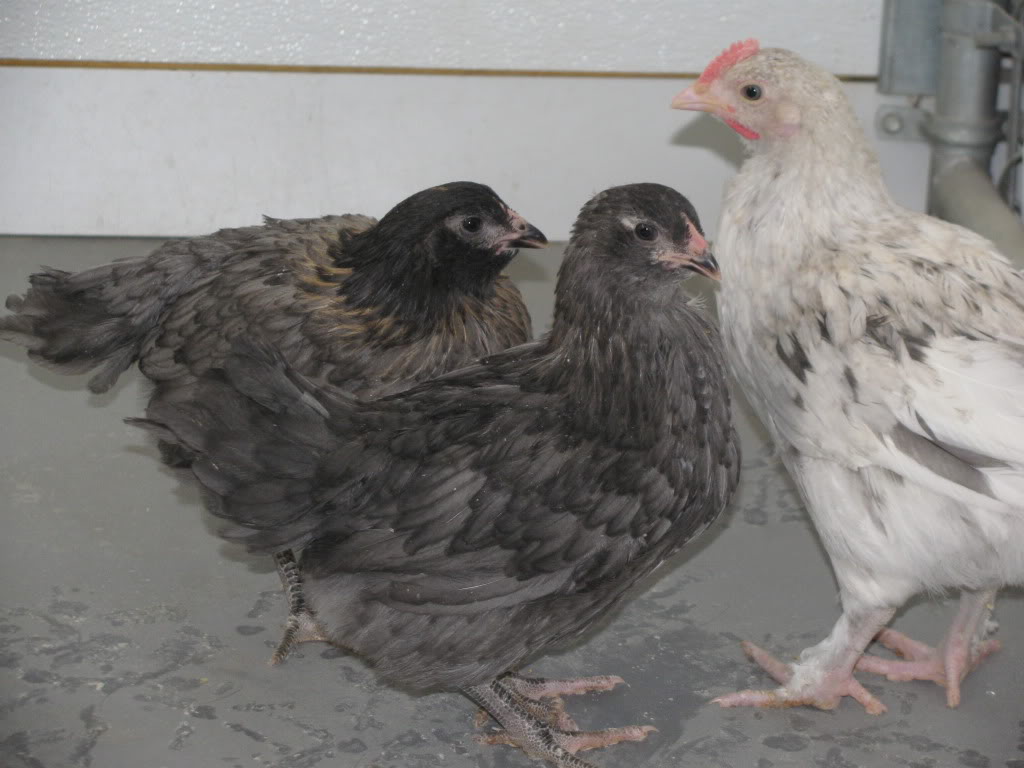 f1 /f2 OLIVE EGGER TRIO...blue coppers, splash! very pretty!...SOLD Good