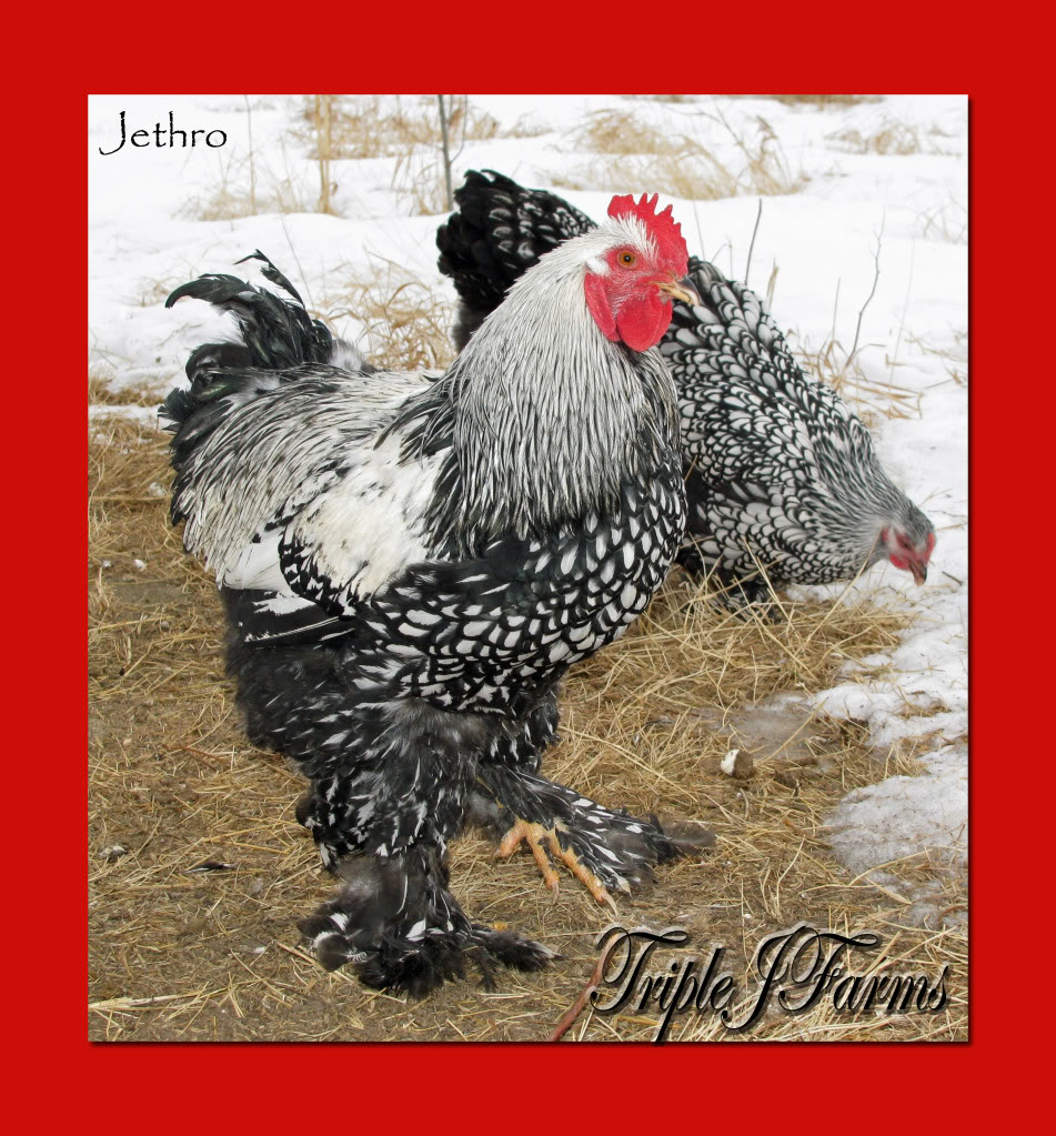 8+ st. silver laced cochin eggs..ship monday..SOLD Jethro