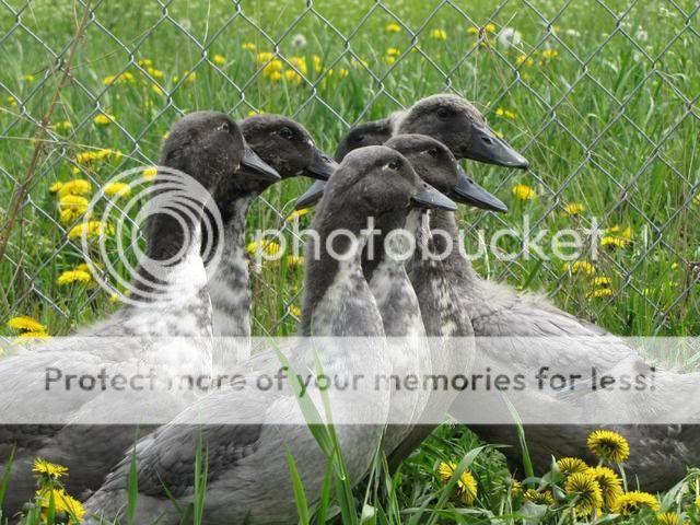 6 blue swedish ducklings...leduc alberta June_5_013