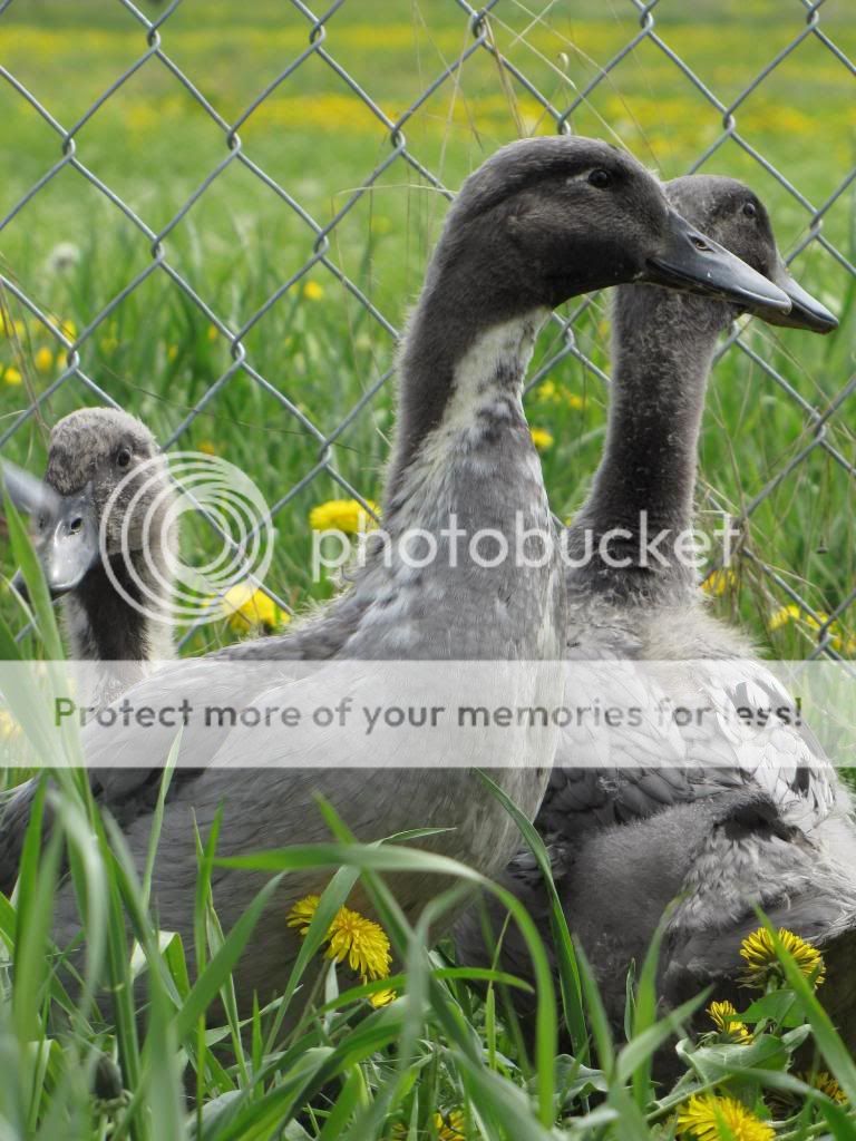 6 blue swedish ducklings...leduc alberta June_5_031