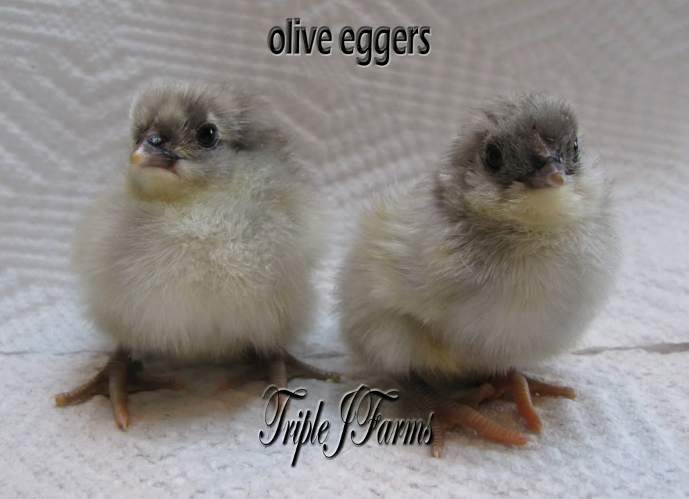 blue & splash olive eggers & buckeyes edmonton alberta Oliveeggerbaby-1