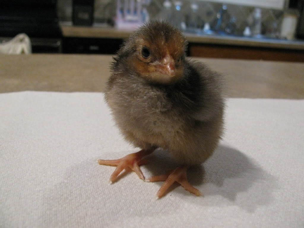 1 year old buff orp hen ~ central Alberta~ Oppschick004